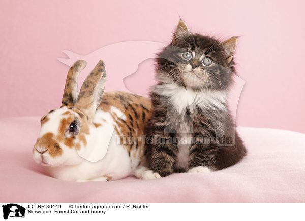 Norwegian Forest Cat and bunny / RR-30449