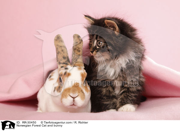 Norwegian Forest Cat and bunny / RR-30450