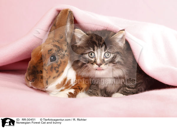Norwegisches Waldktzchen und Rexkaninchen / Norwegian Forest Cat and bunny / RR-30451