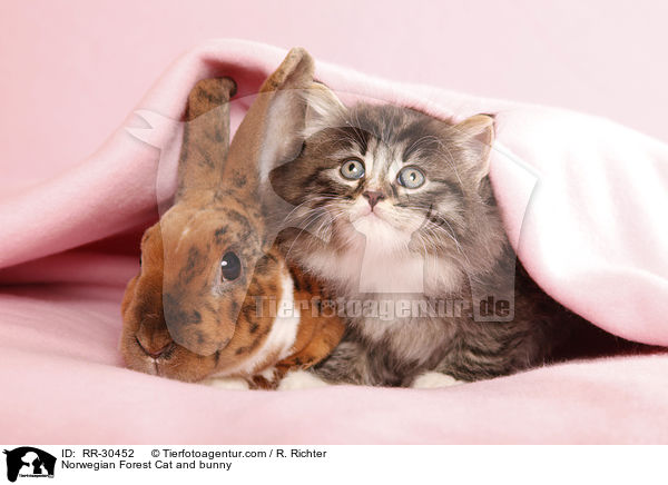 Norwegisches Waldktzchen und Rexkaninchen / Norwegian Forest Cat and bunny / RR-30452