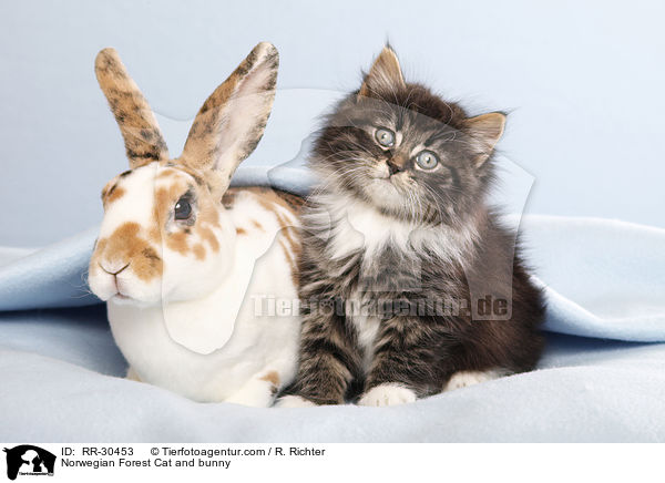Norwegian Forest Cat and bunny / RR-30453