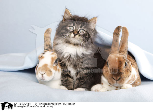 Norwegisches Waldktzchen und Rexkaninchen / Norwegian Forest Cat and bunny / RR-30454
