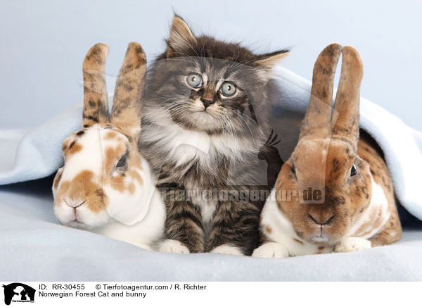 Norwegian Forest Cat and bunny / RR-30455