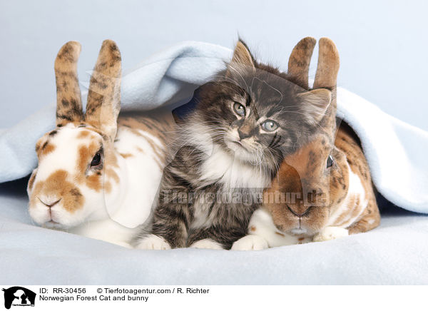 Norwegian Forest Cat and bunny / RR-30456