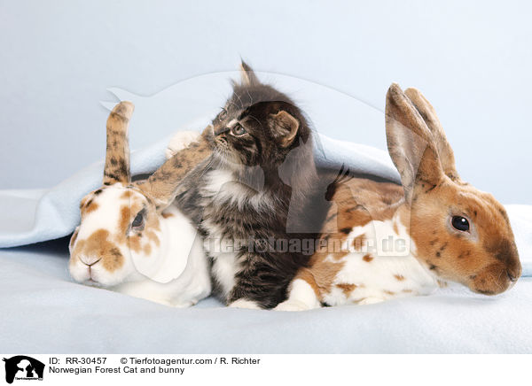 Norwegian Forest Cat and bunny / RR-30457