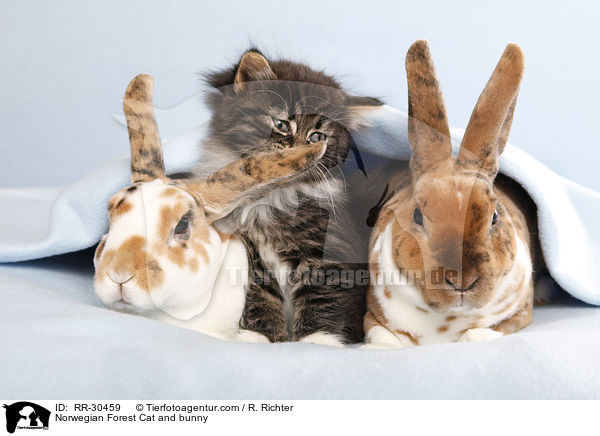 Norwegisches Waldktzchen und Rexkaninchen / Norwegian Forest Cat and bunny / RR-30459