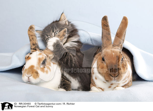 Norwegisches Waldktzchen und Rexkaninchen / Norwegian Forest Cat and bunny / RR-30460