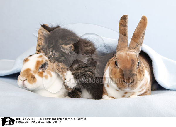 Norwegian Forest Cat and bunny / RR-30461