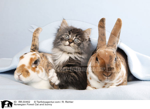 Norwegian Forest Cat and bunny / RR-30462