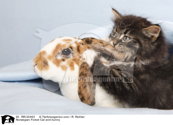 Norwegian Forest Cat and bunny / RR-30463
