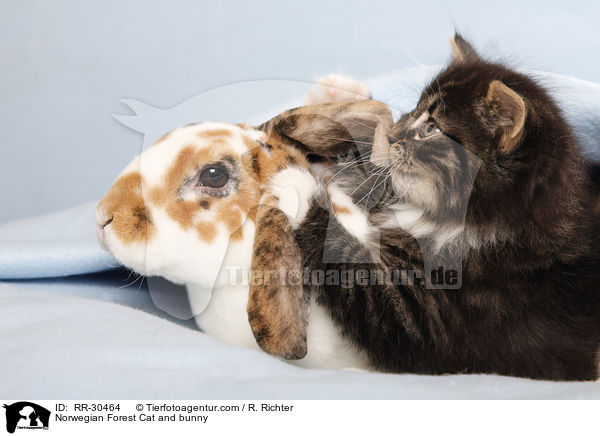Norwegian Forest Cat and bunny / RR-30464