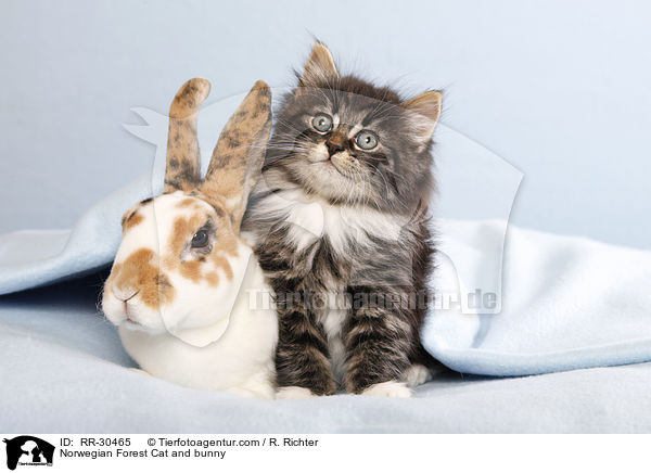 Norwegian Forest Cat and bunny / RR-30465