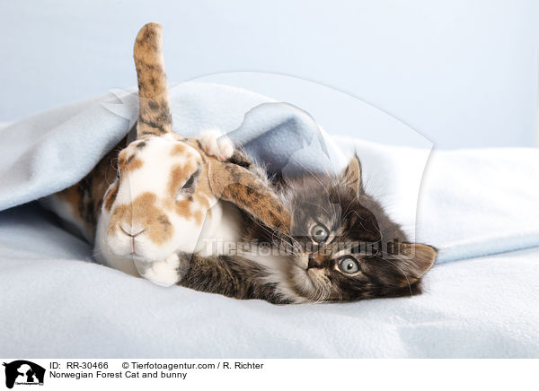 Norwegian Forest Cat and bunny / RR-30466