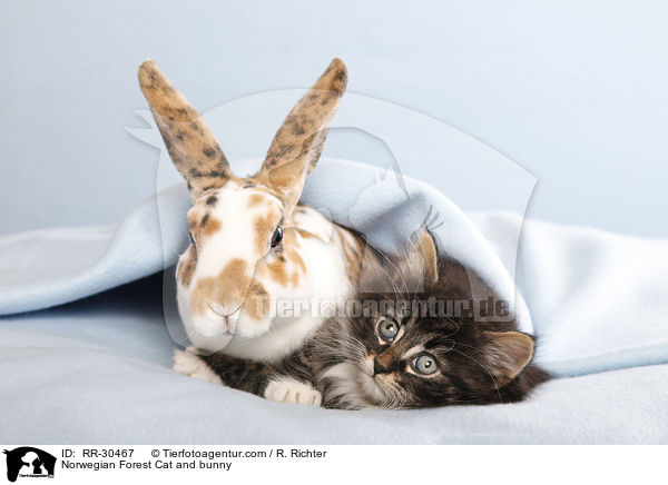 Norwegian Forest Cat and bunny / RR-30467