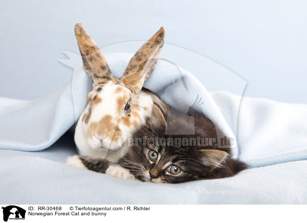 Norwegian Forest Cat and bunny / RR-30468