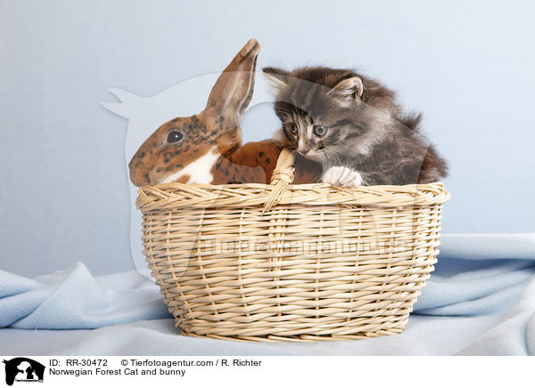Norwegian Forest Cat and bunny / RR-30472