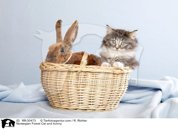 Norwegisches Waldktzchen und Rexkaninchen / Norwegian Forest Cat and bunny / RR-30473