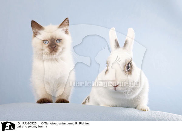 cat and pygmy bunny / RR-30525