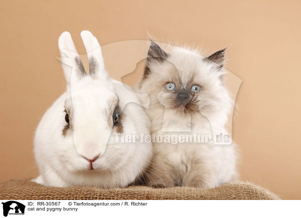 cat and pygmy bunny / RR-30567