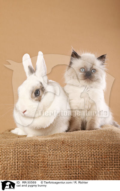 cat and pygmy bunny / RR-30569