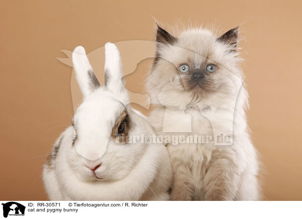 cat and pygmy bunny / RR-30571