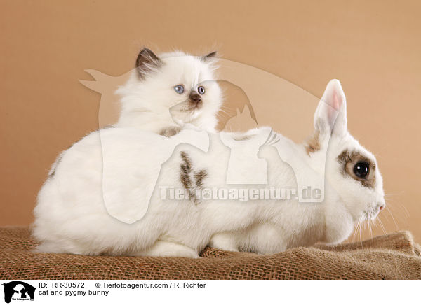 cat and pygmy bunny / RR-30572
