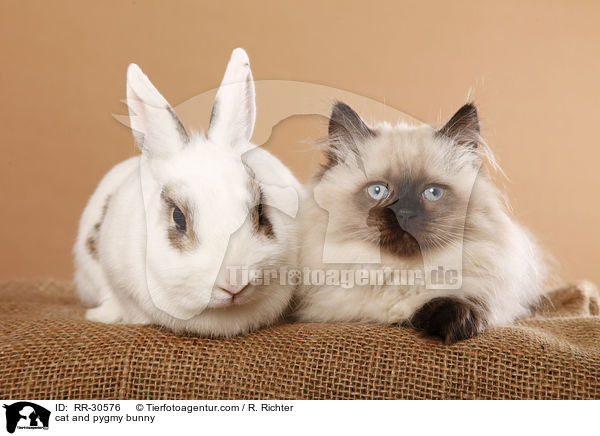 cat and pygmy bunny / RR-30576