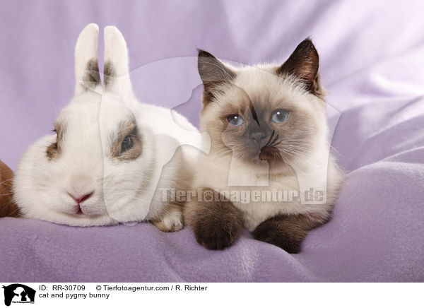 cat and pygmy bunny / RR-30709