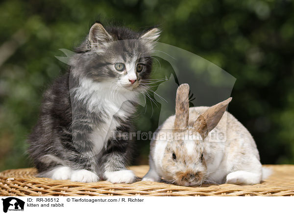 kitten and rabbit / RR-36512