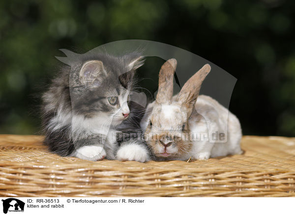 kitten and rabbit / RR-36513
