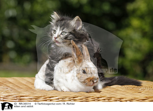 kitten and rabbit / RR-36514