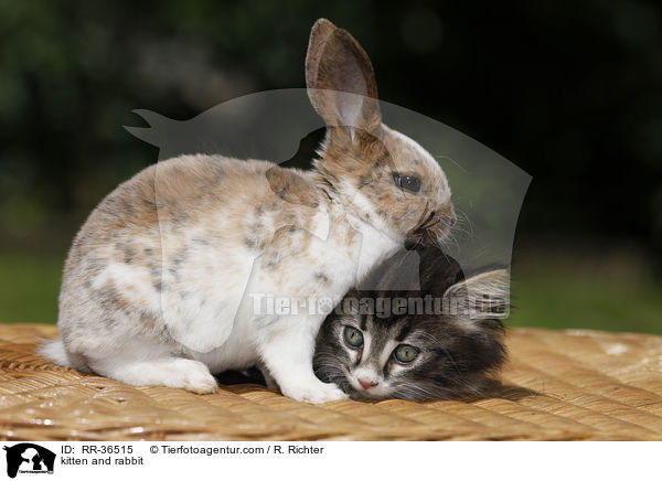 kitten and rabbit / RR-36515