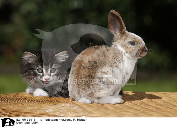 kitten and rabbit / RR-36516