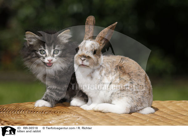 kitten and rabbit / RR-36518