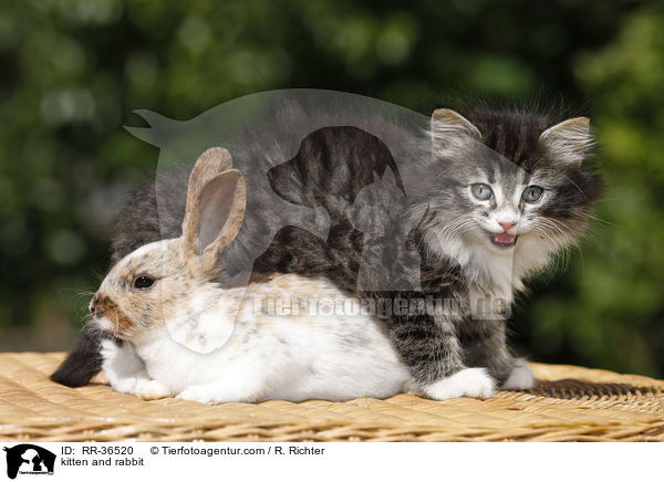 Katze und Kaninchen / kitten and rabbit / RR-36520