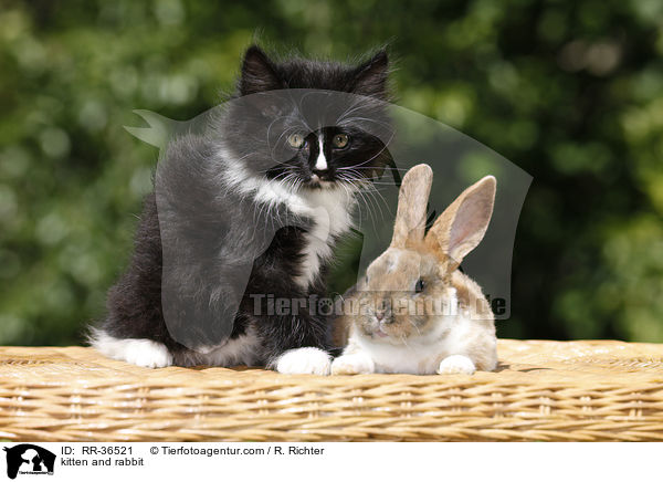 kitten and rabbit / RR-36521