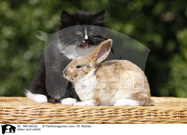 kitten and rabbit / RR-36522