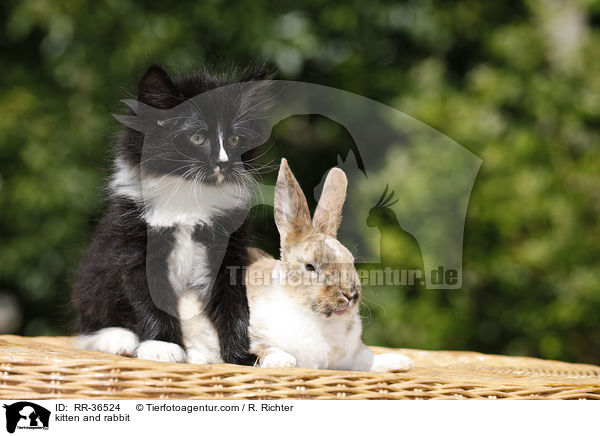 kitten and rabbit / RR-36524