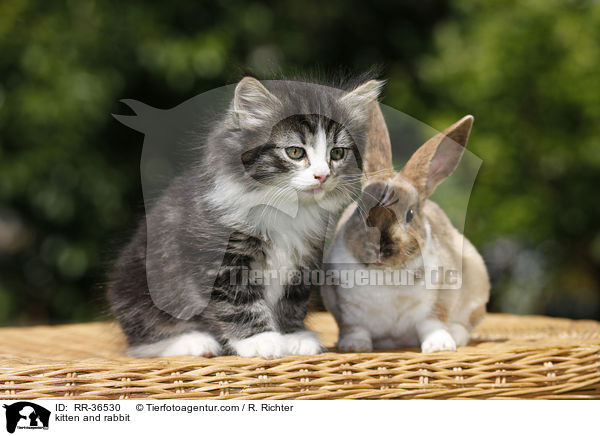 kitten and rabbit / RR-36530