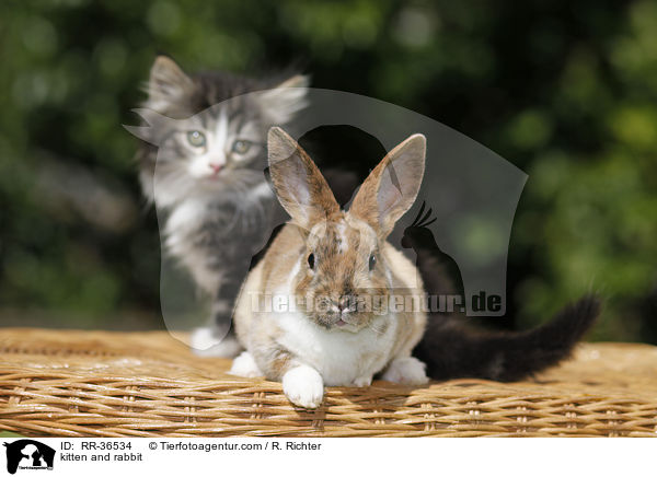 kitten and rabbit / RR-36534