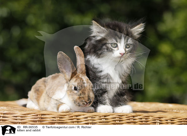 kitten and rabbit / RR-36535