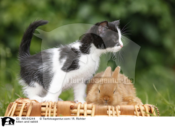 Ktzchen und Kaninchen / kitten and rabbit / RR-54244