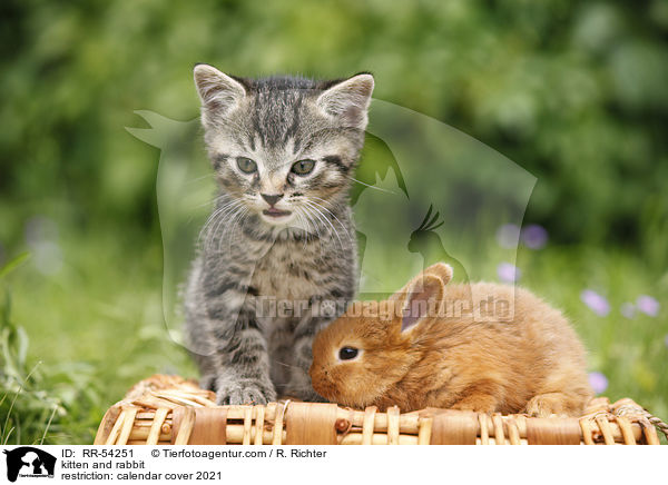 kitten and rabbit / RR-54251