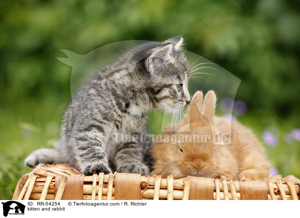 kitten and rabbit / RR-54254