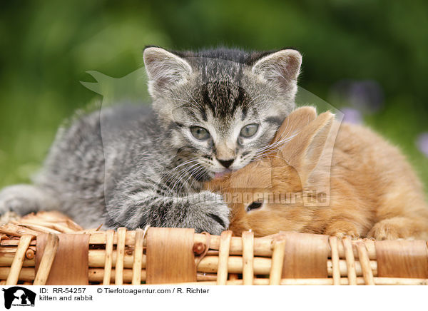 Ktzchen und Kaninchen / kitten and rabbit / RR-54257