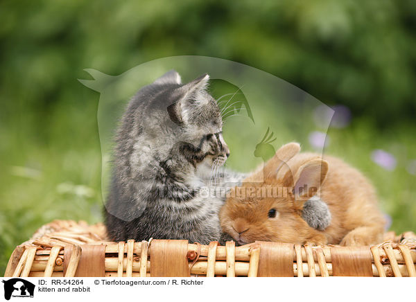 Ktzchen und Kaninchen / kitten and rabbit / RR-54264