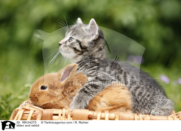 kitten and rabbit / RR-54275