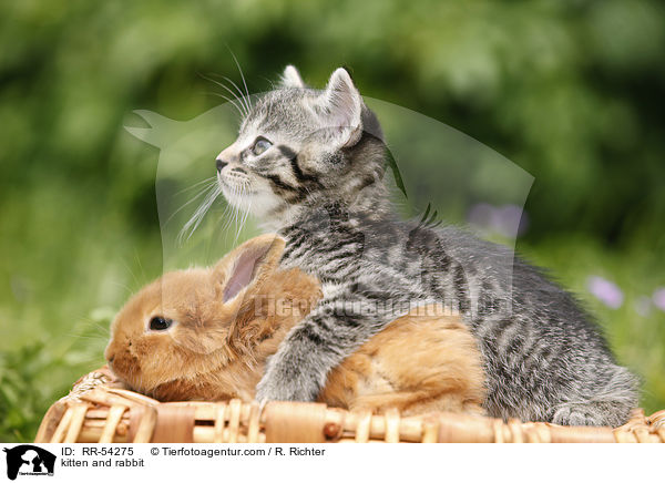 Ktzchen und Kaninchen / kitten and rabbit / RR-54275