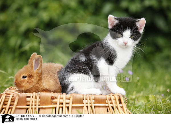 kitten and rabbit / RR-54277