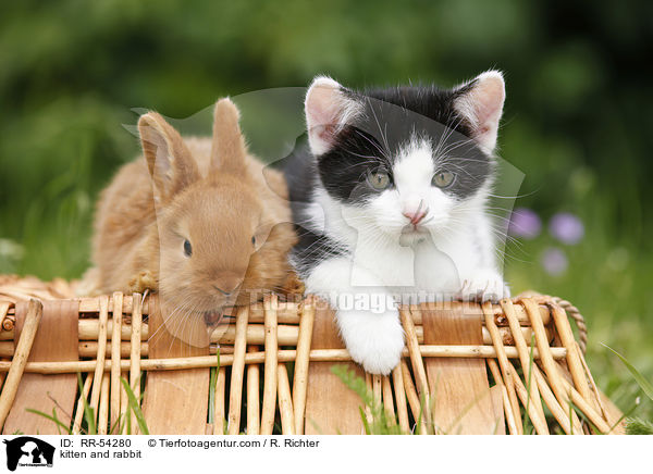 kitten and rabbit / RR-54280